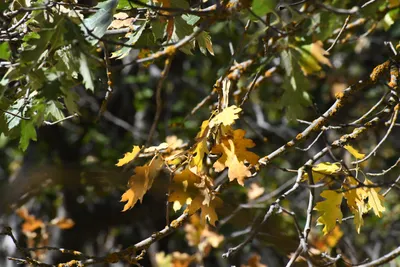 DSC_2274 (Large).JPG